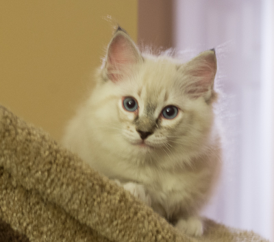 ragdoll kitten